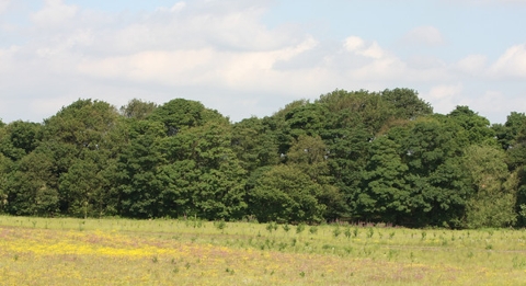 The new and the mature woodland at Griffin Wood