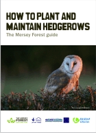 How to plant and maintain hedgerows