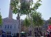 Williamson Square with the pop up forest