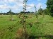 Apple Trees at Thackeray Park_Sept22