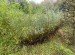 Living leaky barrier across a runoff pathway at Fir Tree Farm, Billinge