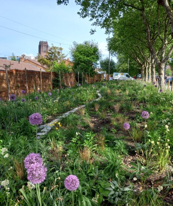 urban green up plants