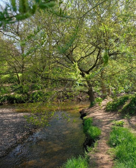 riparian woodland creation