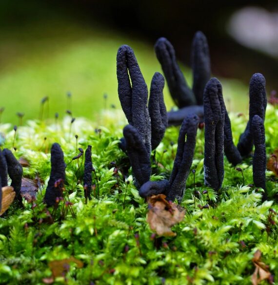 Scary fungi lurking in the Forest this Halloween