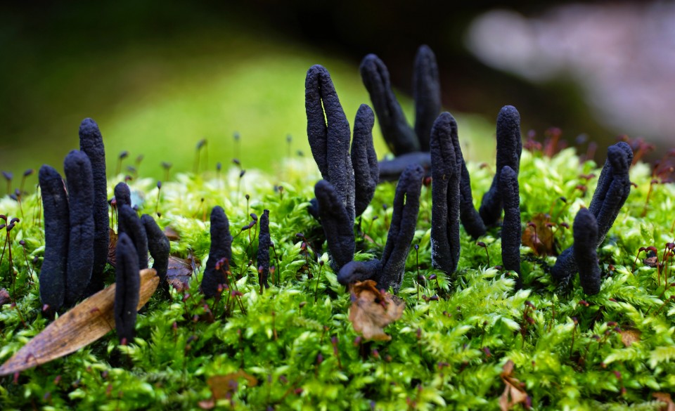 Scary fungi lurking in the Forest this Halloween