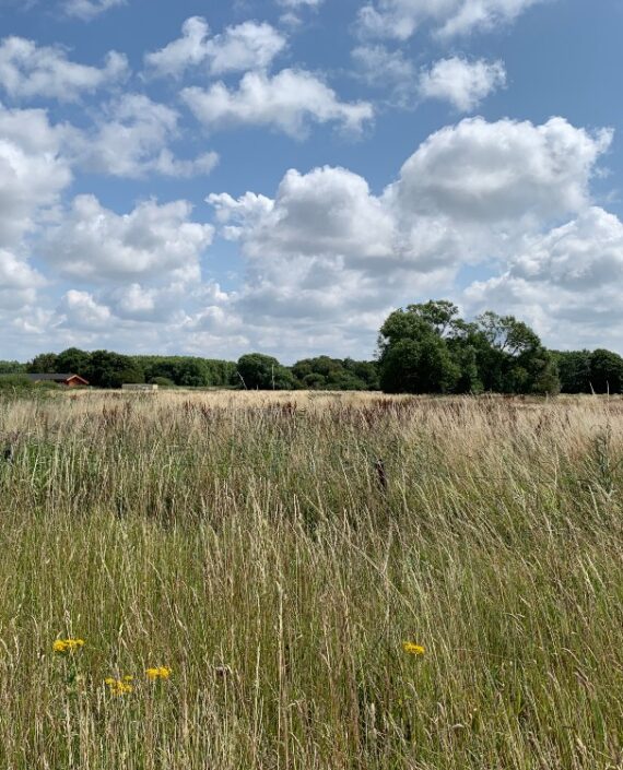 Green light for new woodland near Lunt village