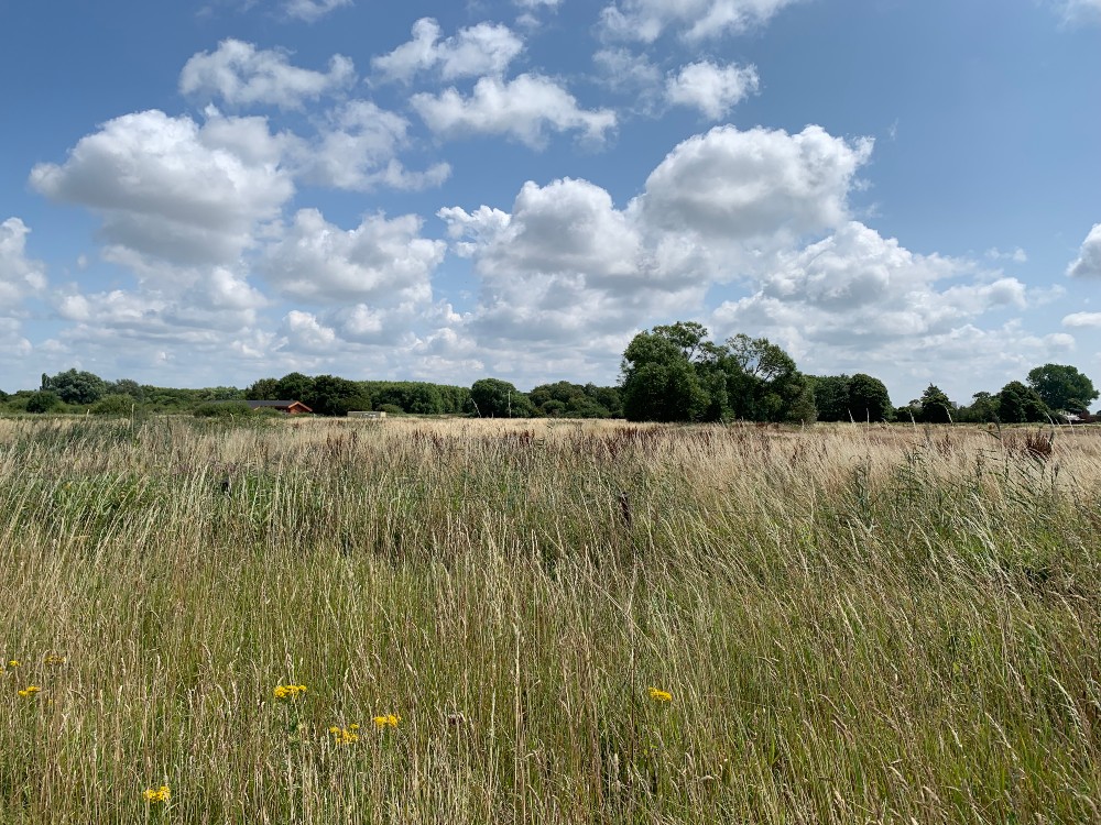 Green light for new woodland near Lunt village