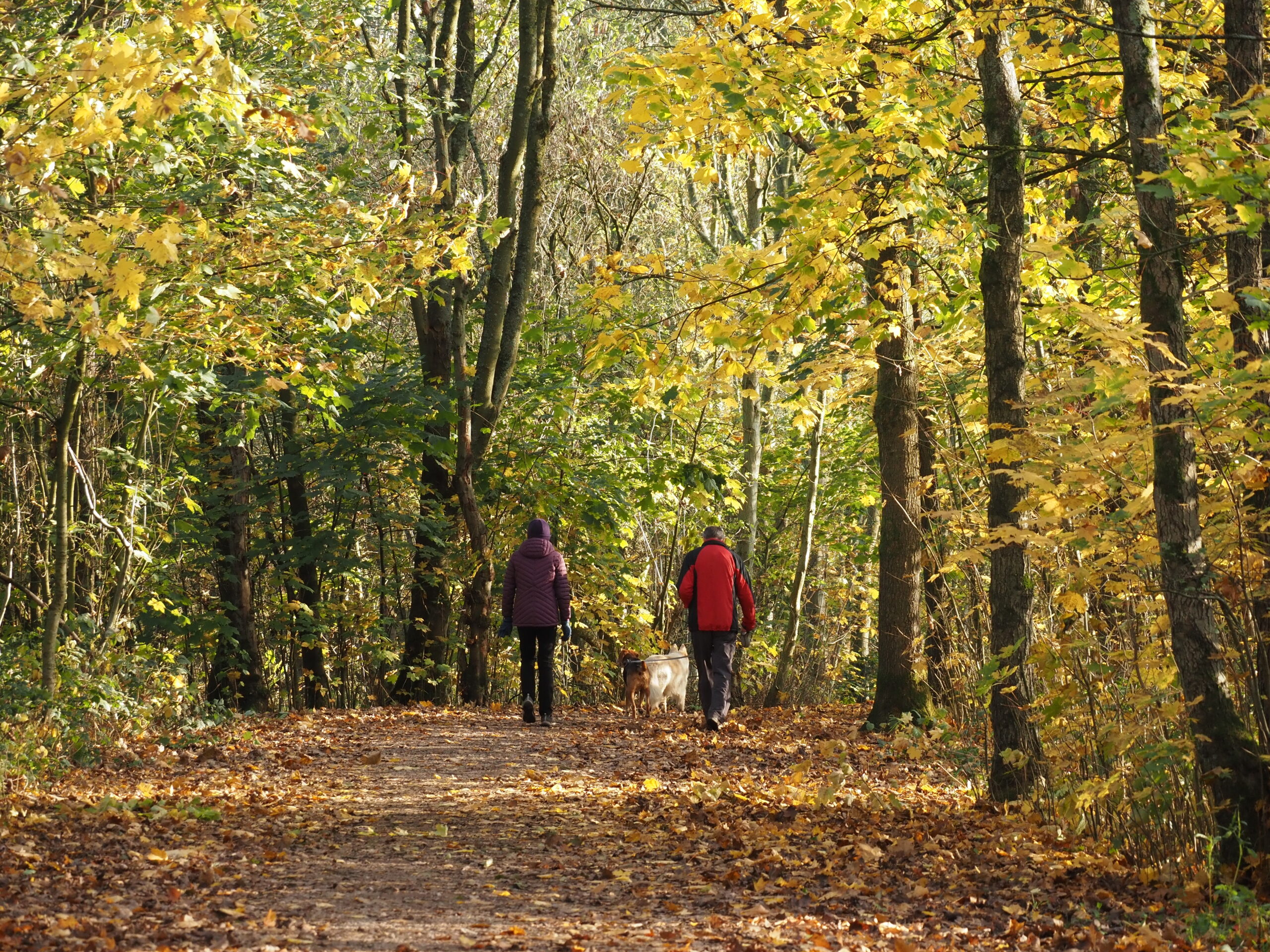 People walking down a forest path