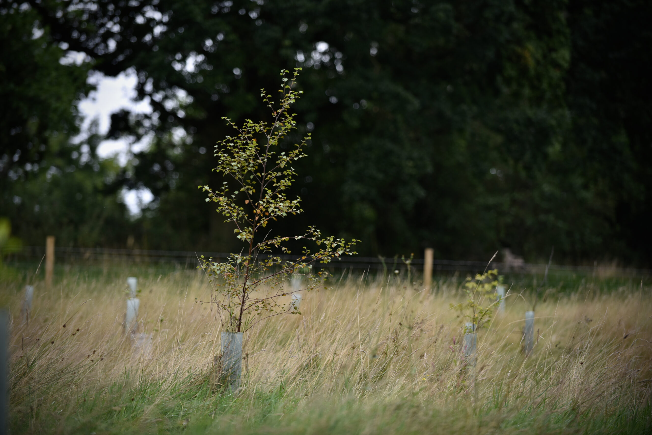 Image of a tree growing up out of a tree guard