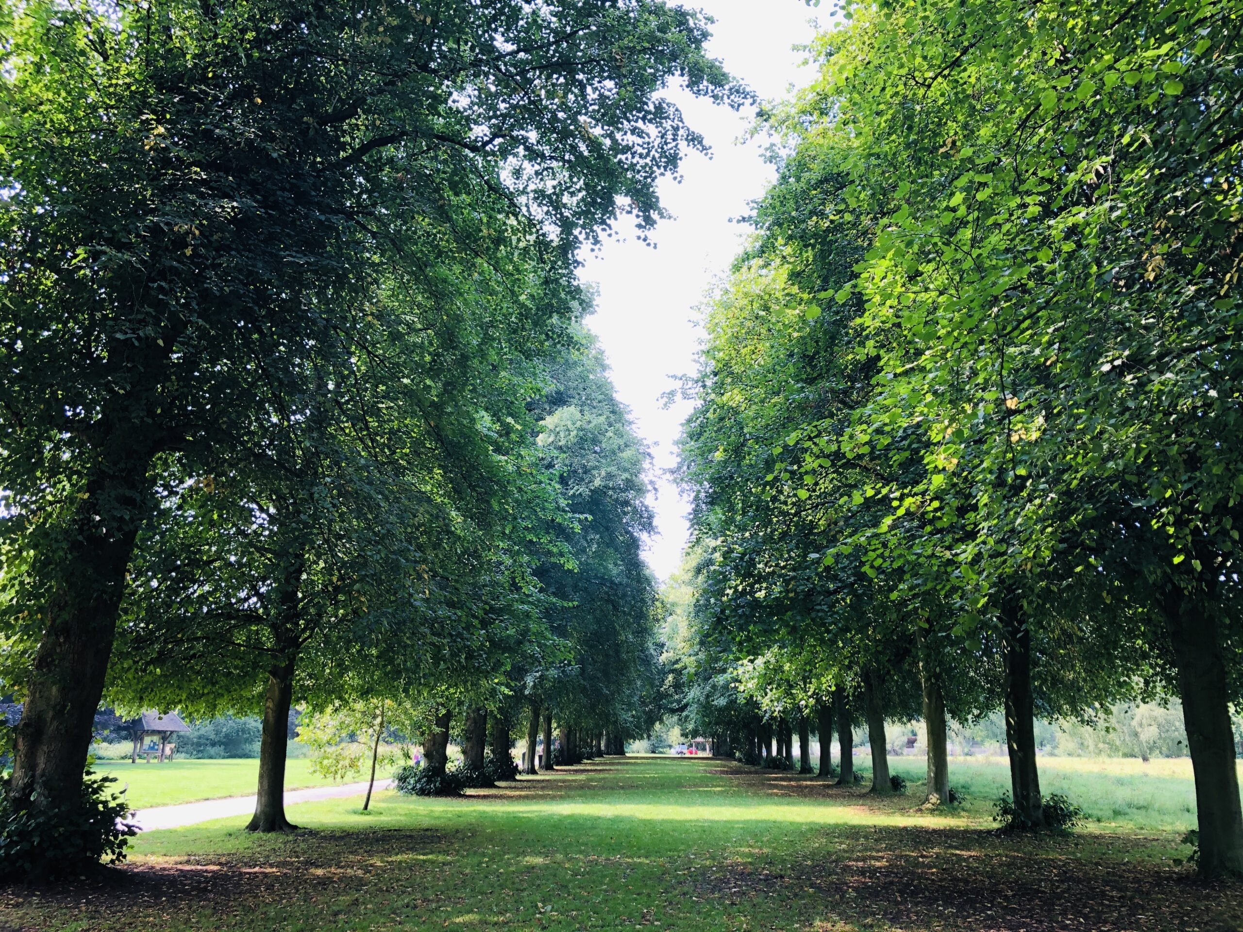 A line of trees at Marbury Country Park