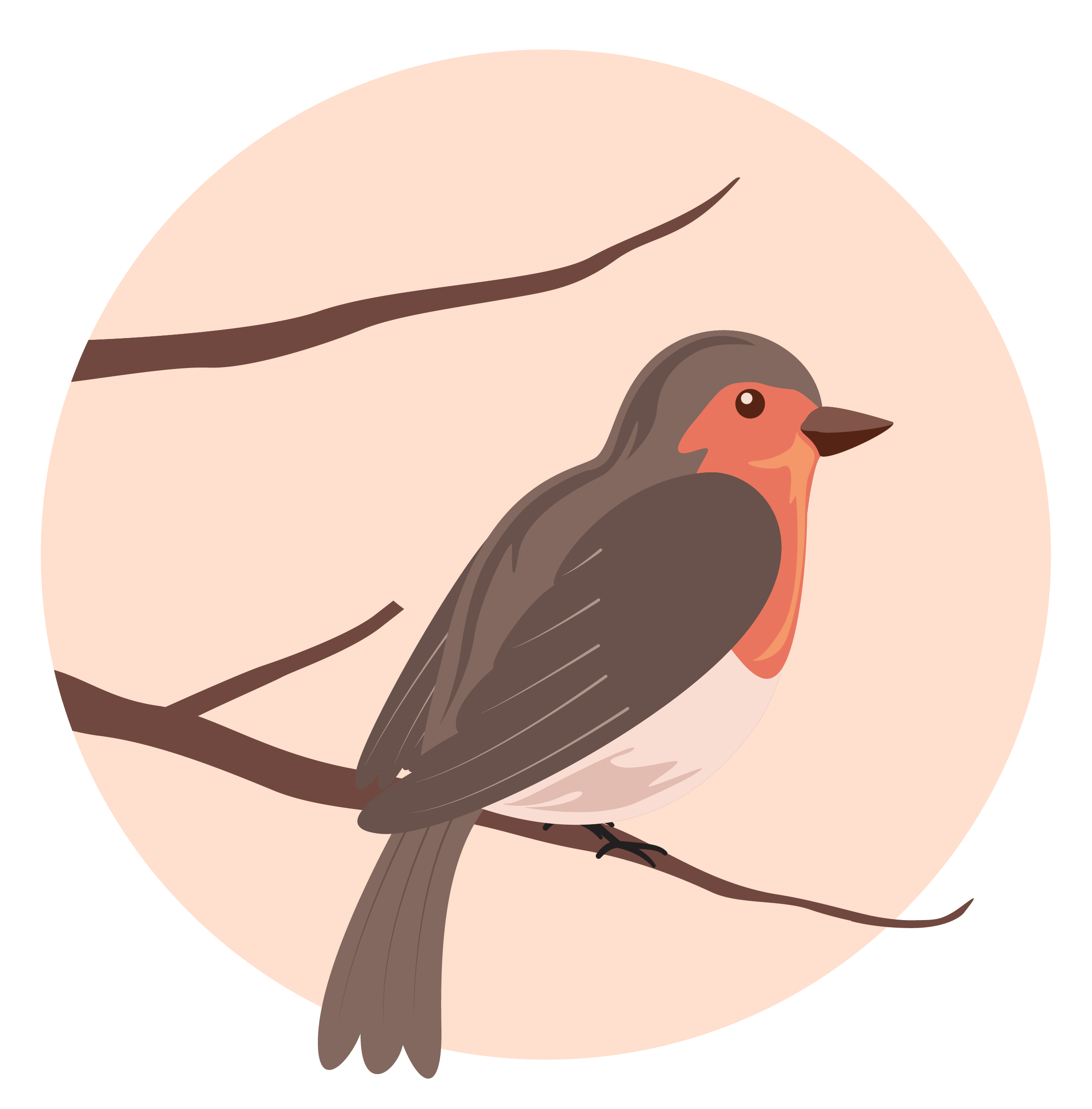 Illustration of robin on a branch