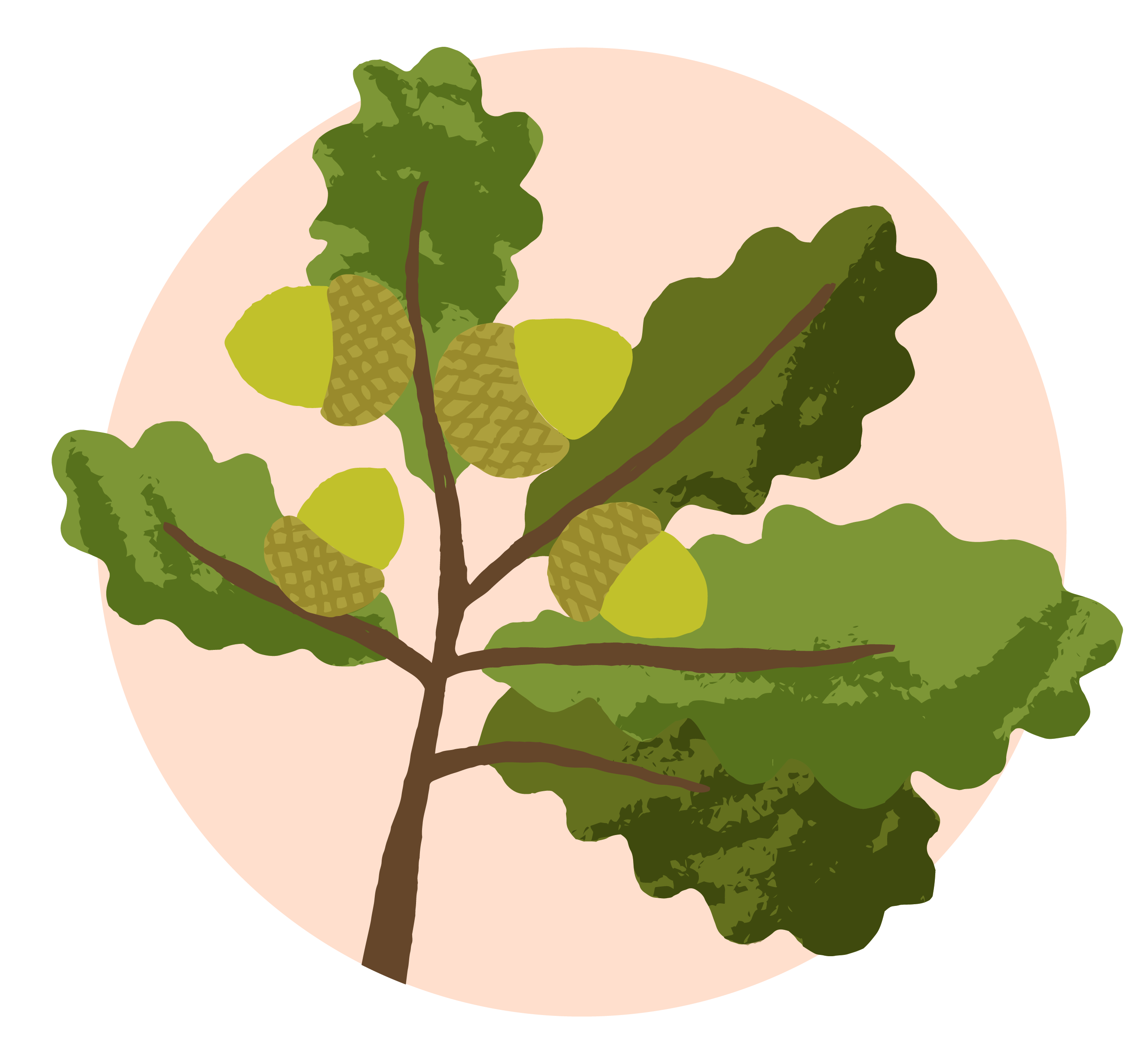 Oak leaves and acorns