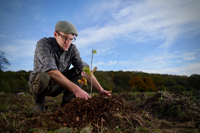 Person crouching down to plant tree sapling