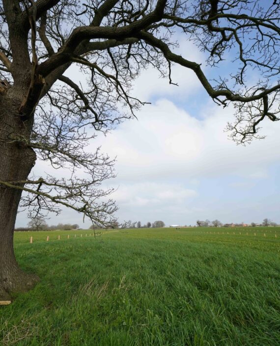 Trees planted at ice cream farm as part of agroforestry scheme