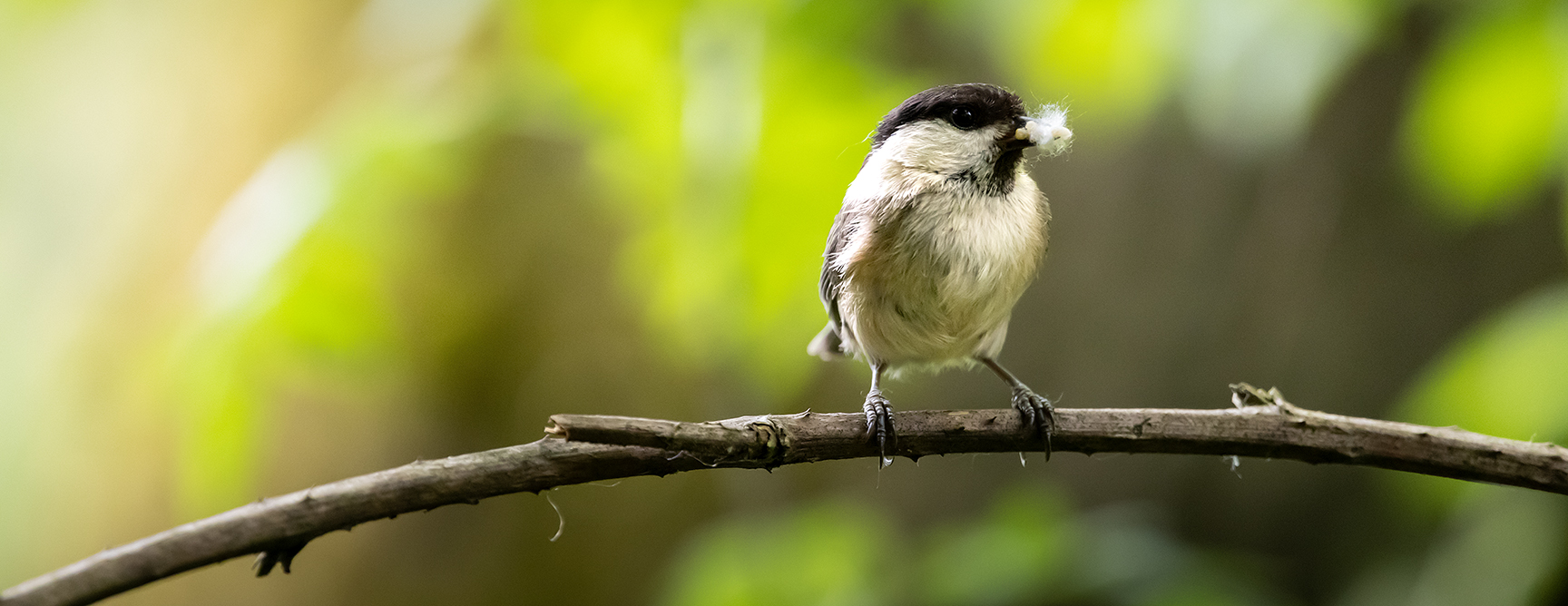 Willow tit on a branch