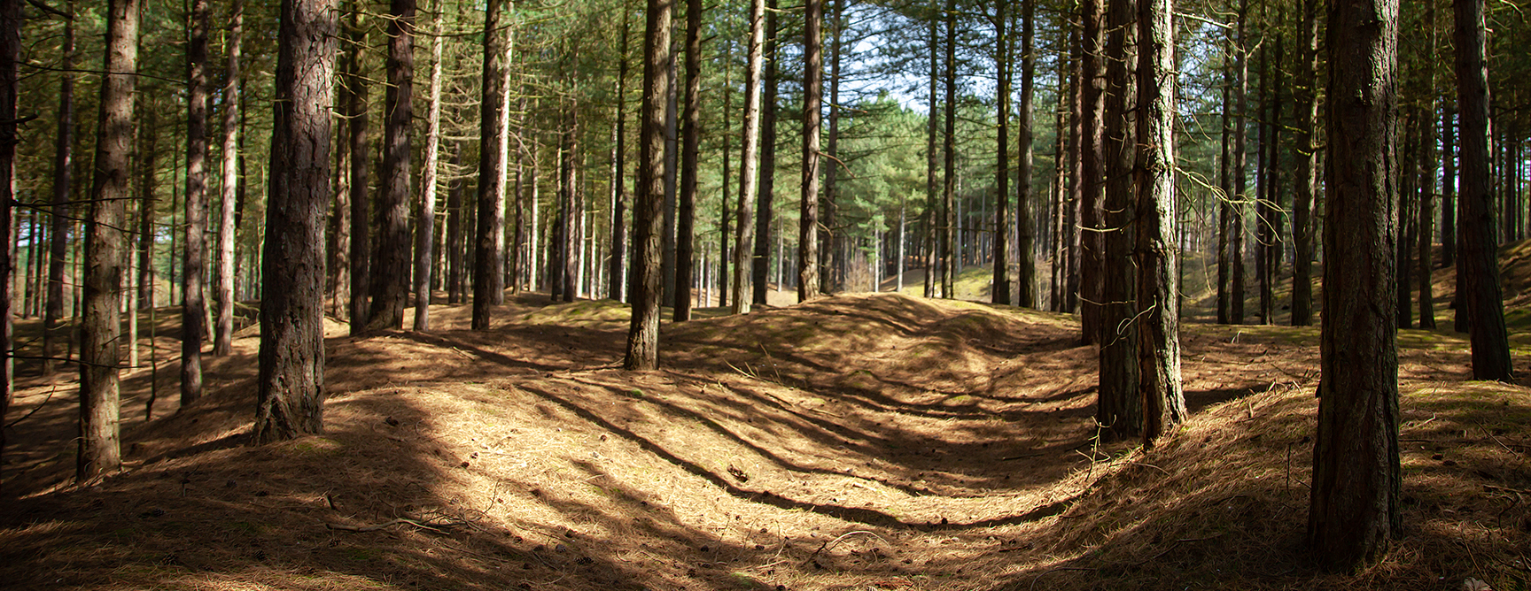 Image of path through forest