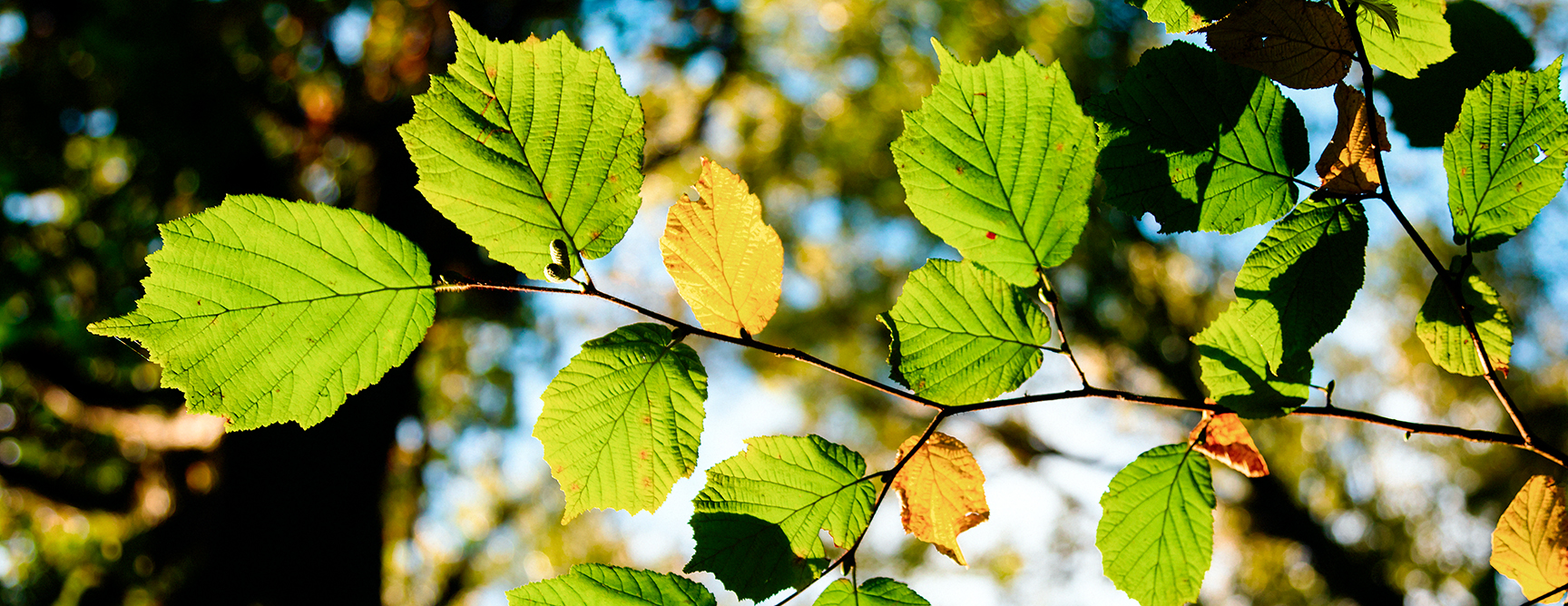 image of leaves on a tree with blue sky in background